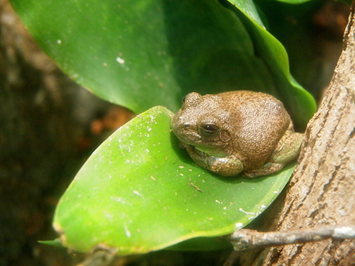 [This medium-sized frog sits in large light-green leaf. The frog is brownish with darker brown speckles on it. It has its legs curled under it and its eyes are partially open.]